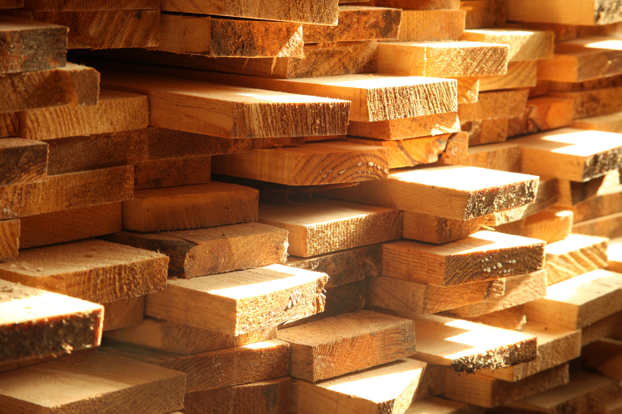 the-process-of-obtaining-lumber-for-construction-from-trees-blog